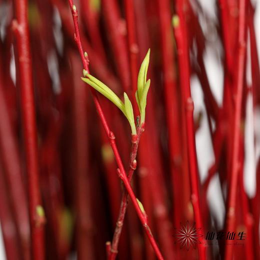 伊朗花材 | 红柳 商品图2