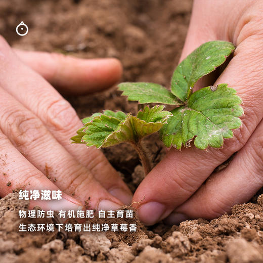 企鹅市集|四川大凉山 隋珠草莓多规格可选 香野草莓 脆嫩甜蜜 商品图7