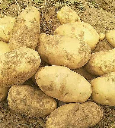 【生鲜预定】 白皮黄心土豆1kg 商品图0