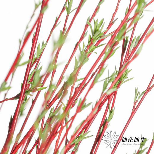 伊朗花材 | 红柳 商品图7