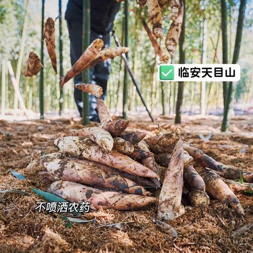 【春笋】仅春季限定产出，临安深山竹林现挖去老根发货，赏味期只有二十天，鲜嫩脆爽，这鲜嫩的程度，吃过才知道~ 商品图6