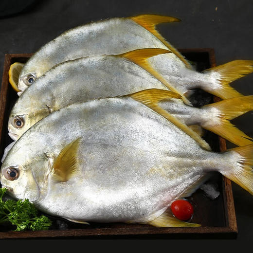 渔舟远航深海金鲳鱼500g 商品图3