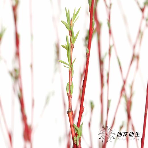 伊朗花材 | 红柳 商品图3