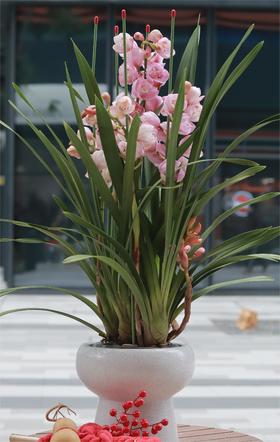 年宵花大花惠兰盆栽