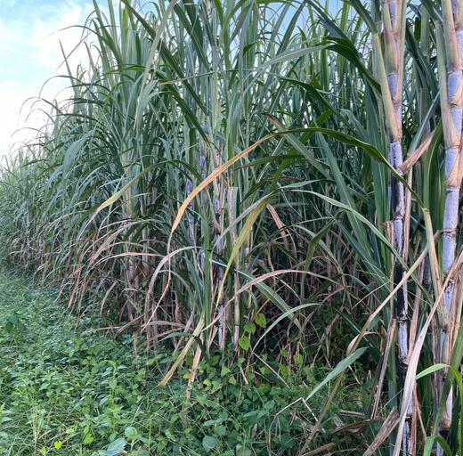 生态红糖 | 古法熬制 | 公平贸易 * Brown Sugar | Fair Trade 商品图5