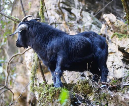 藏地黑山羊 商品图0