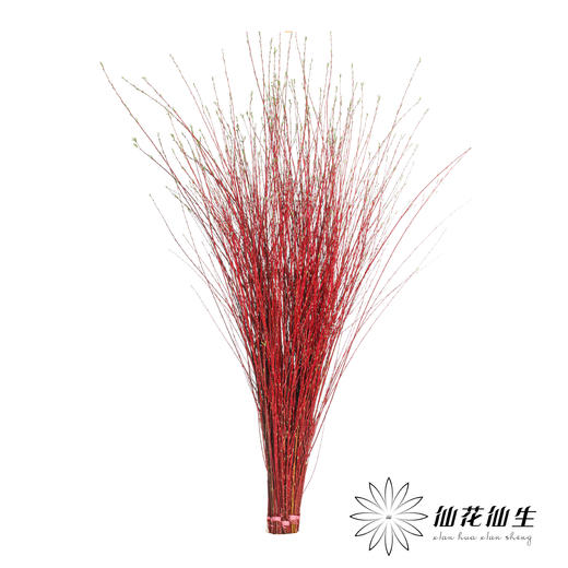 伊朗花材 | 红柳 商品图0
