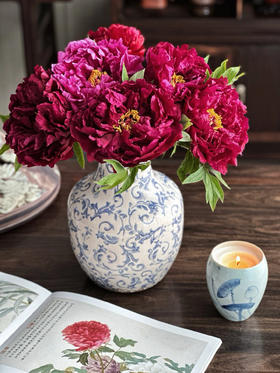 【精品牡丹盆栽/切花】🌺◽️富贵满堂◽️国色天香，花开时节动京城✨！ ✅红色 | 粉色 | 紫色 | 三色可选 ✅鲜切花+盆栽，均可选购