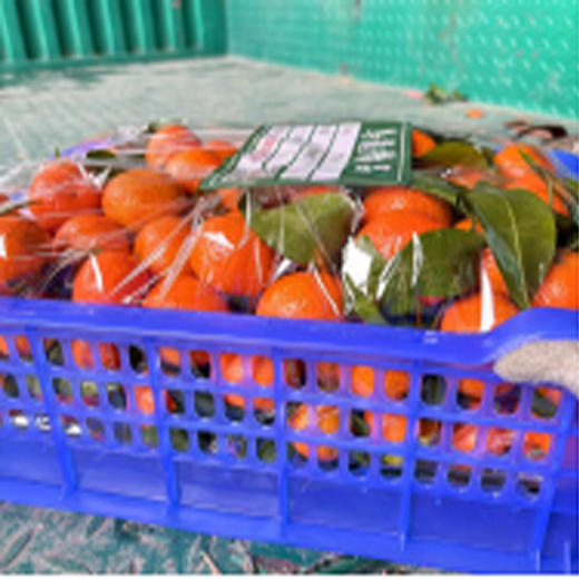 【45元/件】砂糖橘（1502194） 商品图0