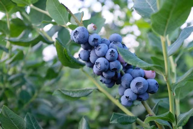 【2025云南蓝莓】【落地配】精选云南生态天然蓝莓，口感脆甜，蓝莓香味浓郁，好吃！