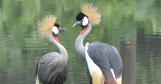 【车游长隆】专车进园游览+趣味讲解（可优惠加购旅拍） 商品图13