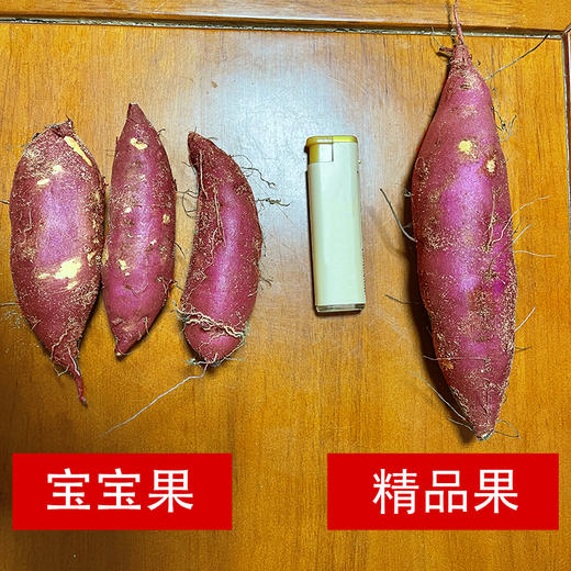 特惠活动『桥头地瓜5斤小果』宝宝果体型较小，新鲜采挖，粉糯细腻，红薯界的爱马仕 商品图4