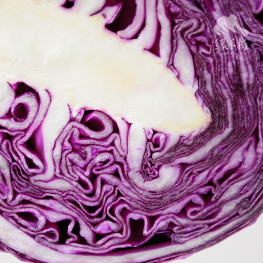 生态紫甘蓝 | 绿家自产*ecological cabbage | Self-production 商品图3