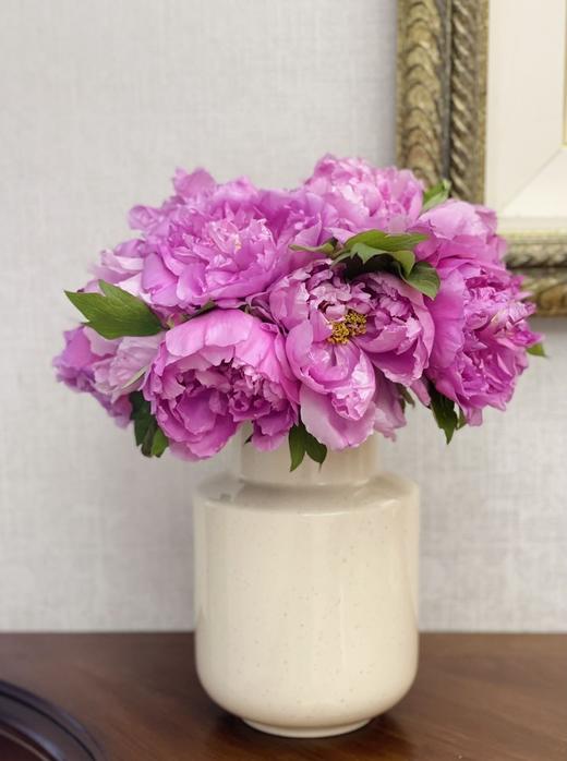 【精品牡丹盆栽/切花】🌺◽️富贵满堂◽️国色天香，花开时节动京城✨！ ✅红色 | 粉色 | 紫色 | 三色可选 ✅鲜切花+盆栽，均可选购 商品图7