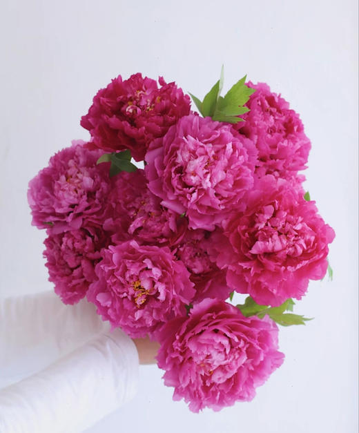 【精品牡丹盆栽/切花】🌺◽️富贵满堂◽️国色天香，花开时节动京城✨！ ✅红色 | 粉色 | 紫色 | 三色可选 ✅鲜切花+盆栽，均可选购 商品图2