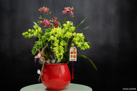 24GL02008 商品图1