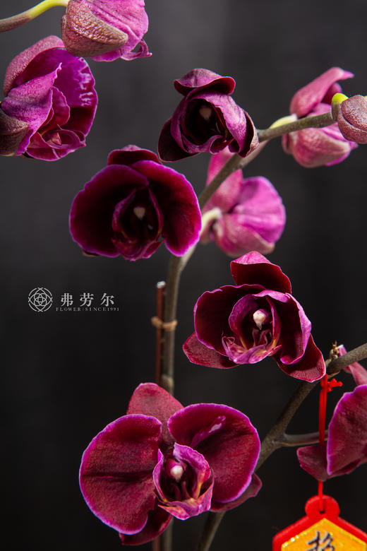 24H02047 商品图3