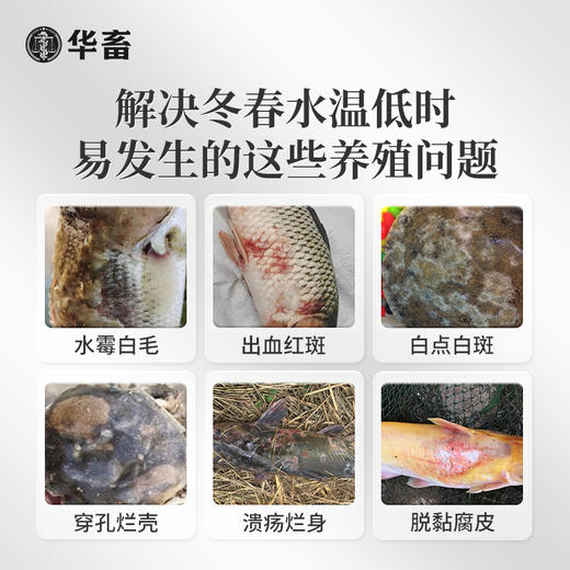 华畜硫醚沙星水产养殖水霉病专治鱼药水霉清白毛病烂身烂尾水霉净 商品图3
