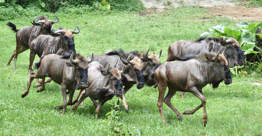 【车游长隆】专车进园游览+趣味讲解（可优惠加购旅拍） 商品图12
