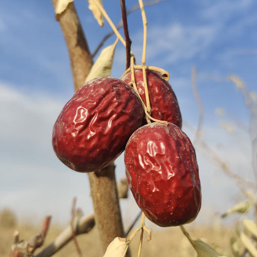 新疆【若羌灰枣】带灰原枣，果肉紧实，富有弹性，饱满核小，清晨小粥，零食佳选！ 商品图5