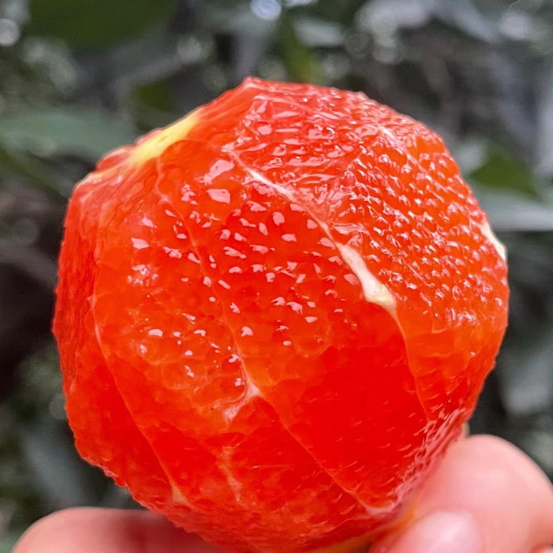 秭归中华红橙，晚熟60天！天然红色果肉，口感脆嫩化渣、一口难忘