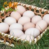 东升农场土鸡蛋  新鲜鸡蛋 30枚 中通包邮 商品缩略图2