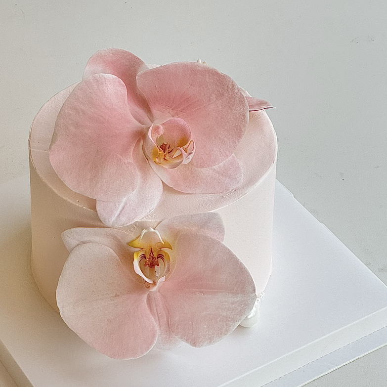 蝴蝶兰（储值会员8.5折）