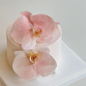 蝴蝶兰（储值会员8.5折）