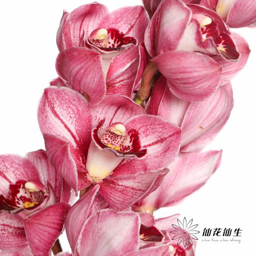 兰花 | 大花蕙兰双色粉 商品图3