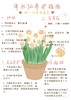[ 不期而遇得温暖 ] 洋水仙盆栽 商品缩略图2