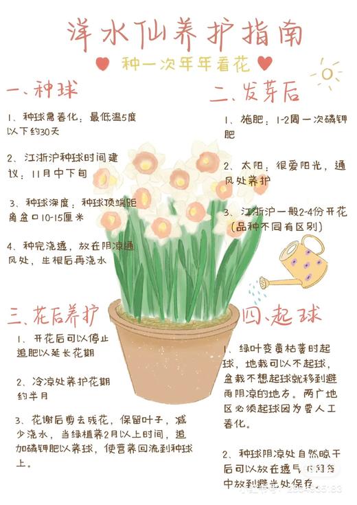 [ 不期而遇得温暖 ] 洋水仙盆栽 商品图2