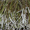 【72小时发货】大益康堂 霍山铁皮石斛鲜条 250g 商品缩略图3