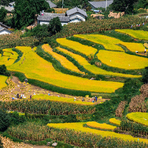 云南永胜 六德慢红谷（糙米） 商品图3