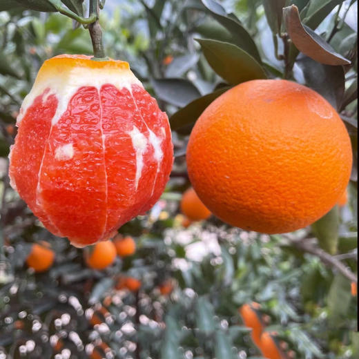 秭归中华红橙，晚熟60天！天然红色果肉，口感脆嫩化渣、一口难忘 商品图1