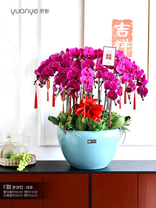 18支【步步红】蝴蝶兰 商品图0