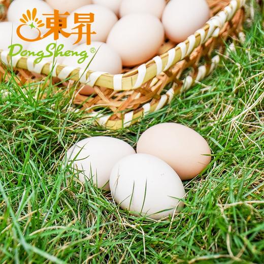 东升农场土鸡蛋  新鲜鸡蛋 30枚 中通包邮 商品图1