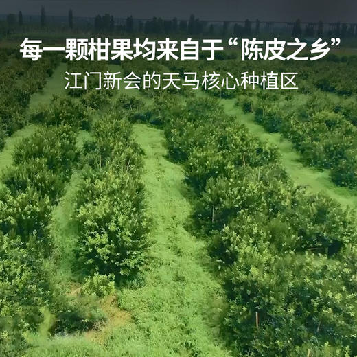 昊茶记 2017年 新会天马小青柑普洱茶 250g*2罐装 特级陈皮普洱熟茶 商品图12