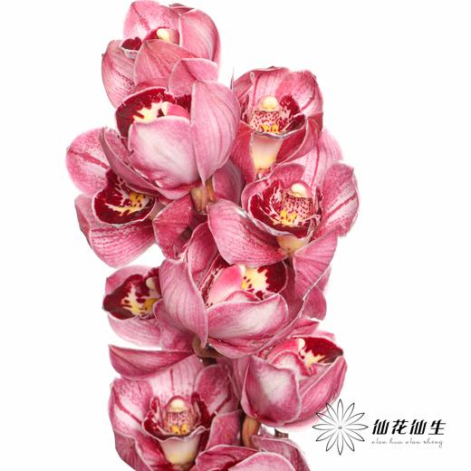 兰花 | 大花蕙兰双色粉 商品图7