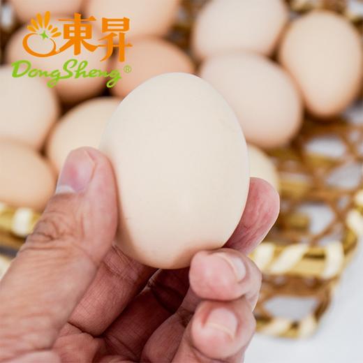 东升农场土鸡蛋  新鲜鸡蛋 30枚 中通包邮 商品图4