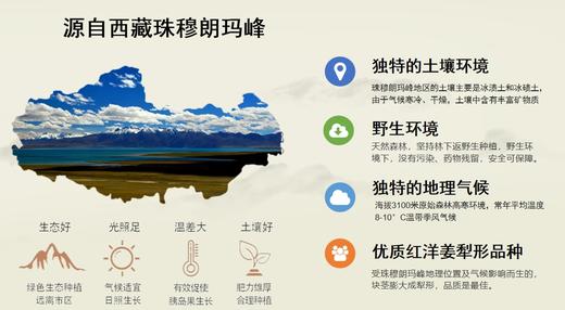 AY嘉裕荣西藏原产九制胰岛果 商品图3