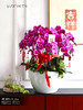 18支【富贵人生】蝴蝶兰 商品缩略图1