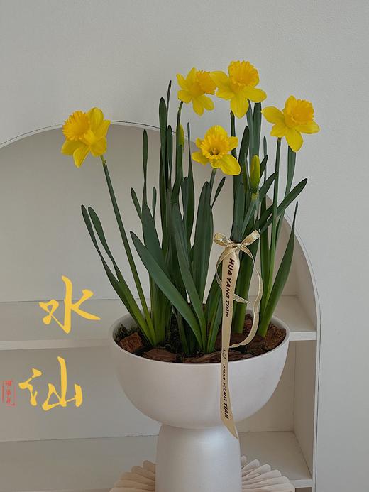 [ 不期而遇得温暖 ] 洋水仙盆栽 商品图1