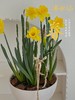 [ 不期而遇得温暖 ] 洋水仙盆栽 商品缩略图0