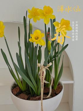 [ 不期而遇得温暖 ] 洋水仙盆栽