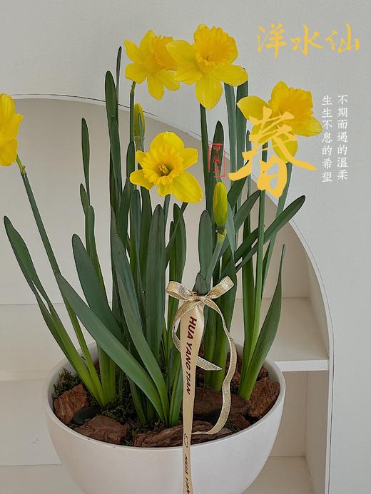 [ 不期而遇得温暖 ] 洋水仙盆栽 商品图0