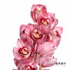 兰花 | 大花蕙兰双色粉 商品缩略图0