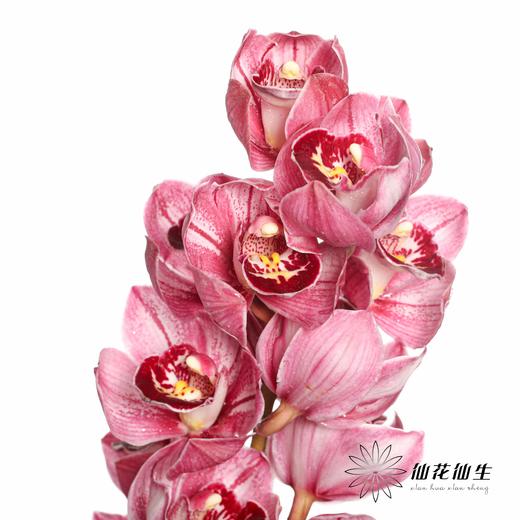 兰花 | 大花蕙兰双色粉 商品图0