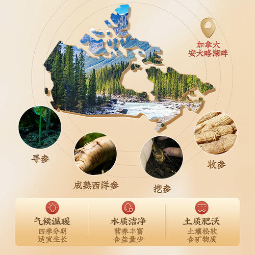 雷允上直营 | 加拿大进口西洋参片100g/罐（直径约2-3cm） 安大略湖畔无污染生长 煲汤泡茶煲粥 人参皂苷含片 补气养阴 清热生津 降压降脂 商品图4