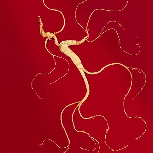 长白山人参 野山参A1一等 约20年/大于7g/盒【LXDWYY8.0】 商品图0