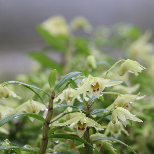 大益康堂 霍山铁皮石斛花礼盒装 20g 商品图1